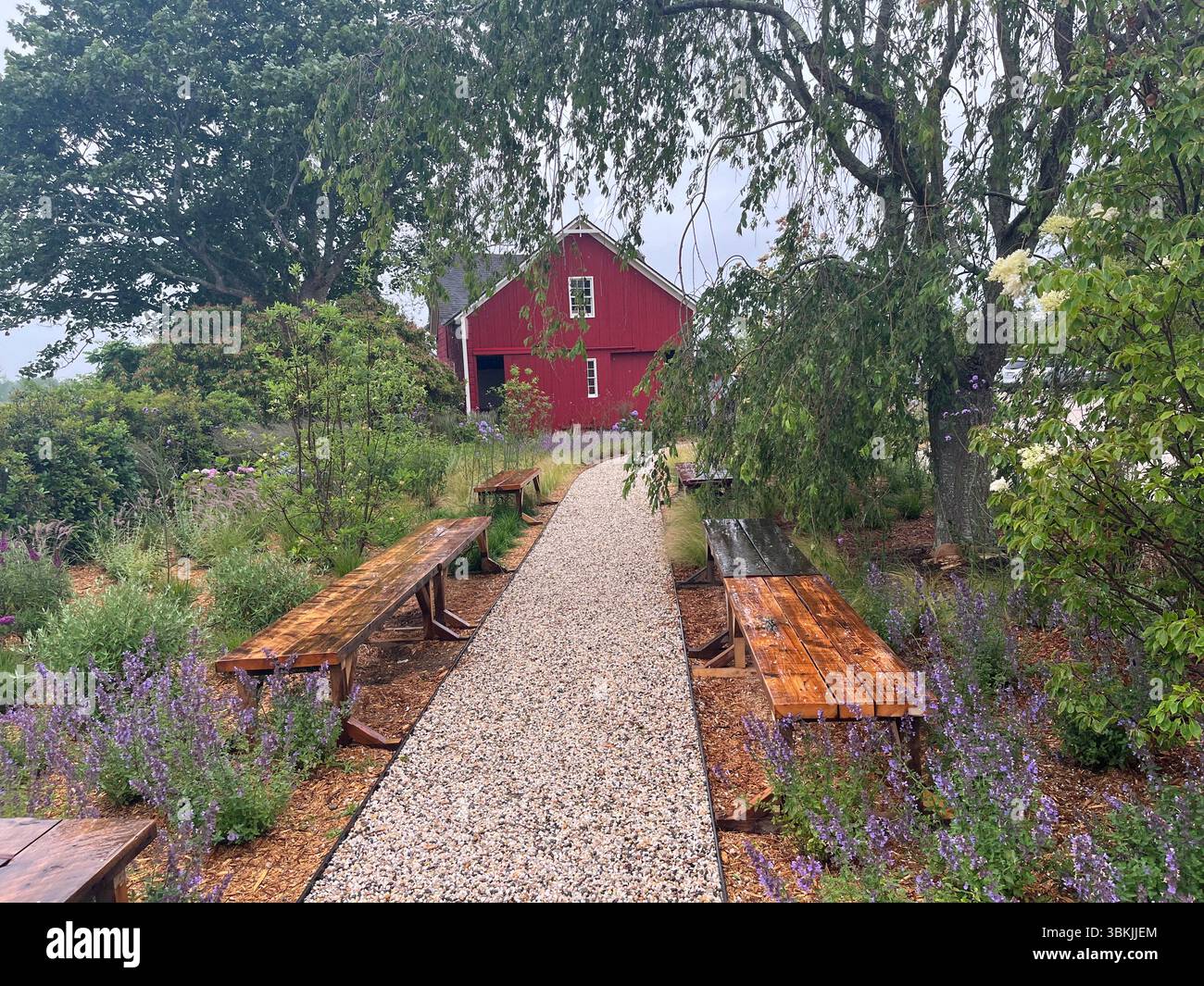 Gravel path with beautiful greenery, flowers, and wooden benches leading to a quaint red barn in Sagaponack, NY - Smartphone Captured Stock Image