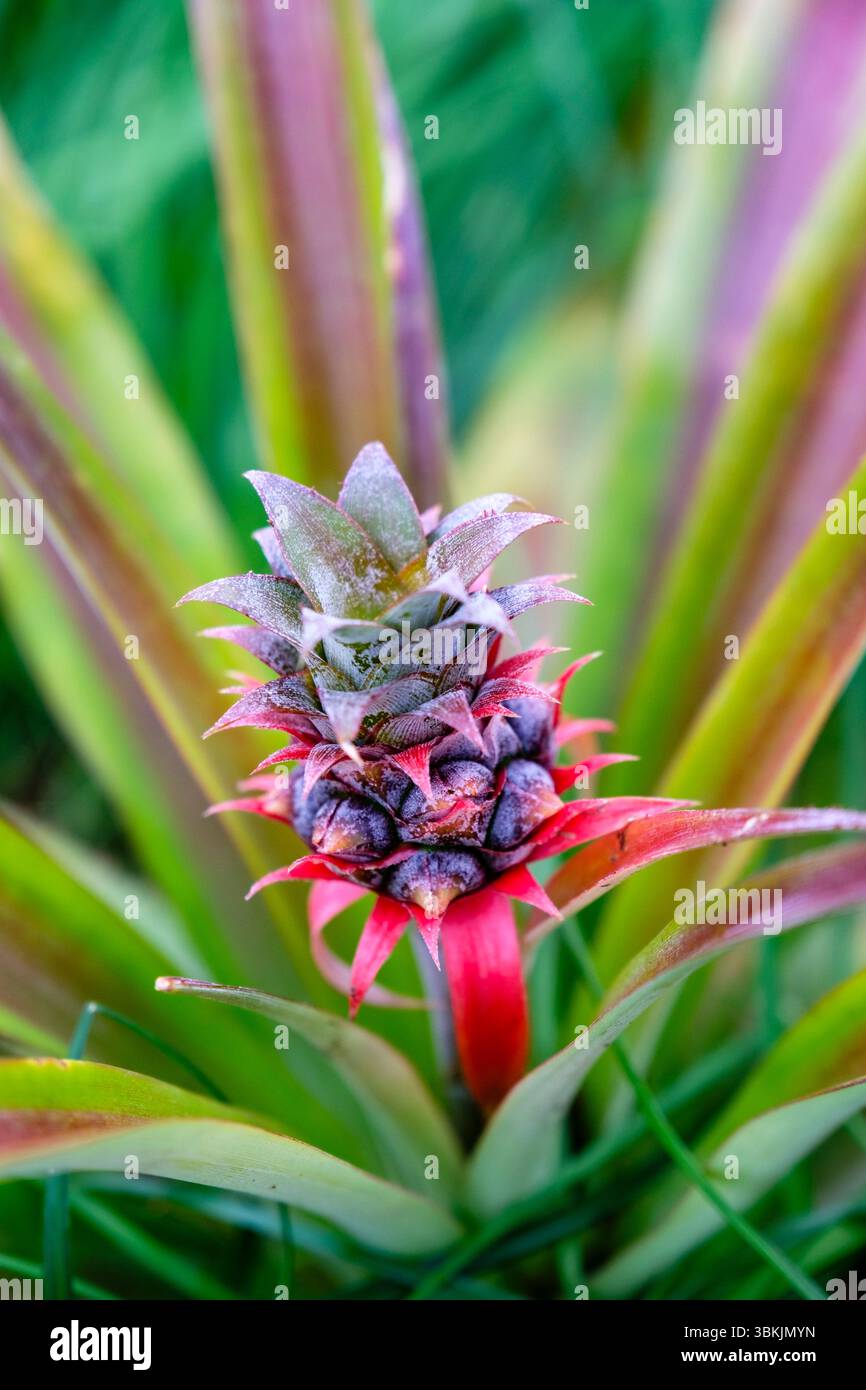 Almatinki com порно