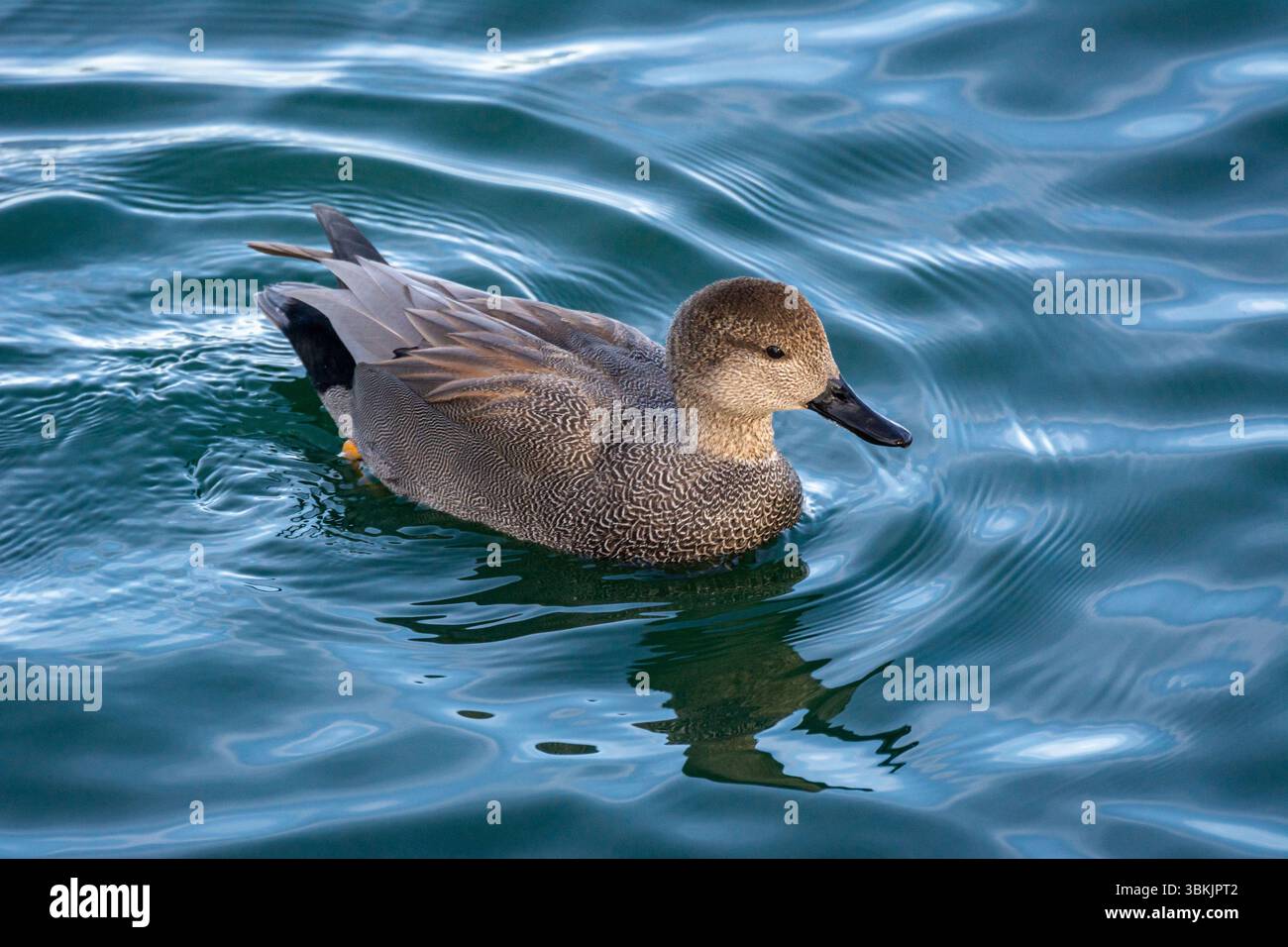 A male Gadwall (Mareca strepera) swims on a lake and shows off the intricate pattern of its plumage. Stock Photo