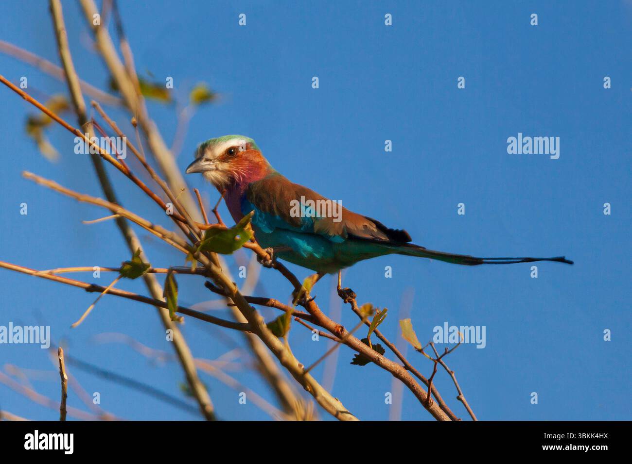 Lilac‑breasted Roller (Coracias caudatus) in the Okavango Delta, a UNESCO world heritage site  - Botswana Stock Photo