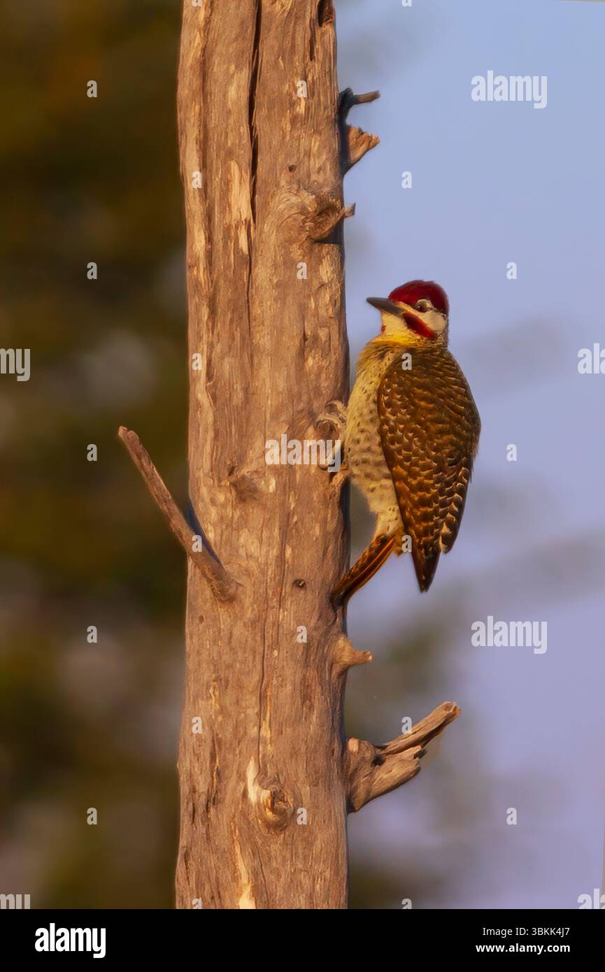 Bennett’s Woodpecker (Campethera bennettii)  in the Okavango Delta, a UNESCO world heritage site  - Botswana Stock Photo