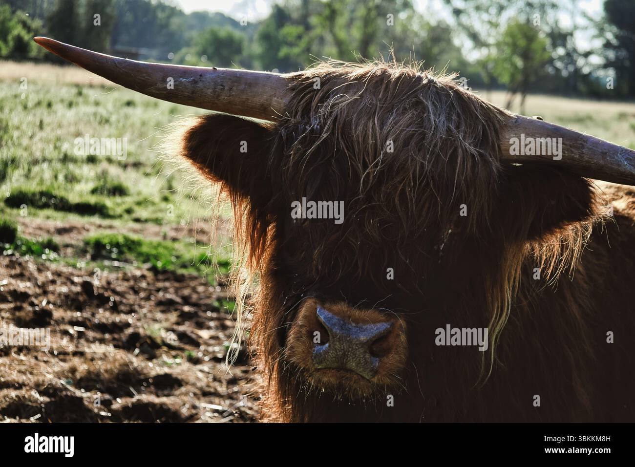 scottish highland cow field farm Stock Photo - Alamy