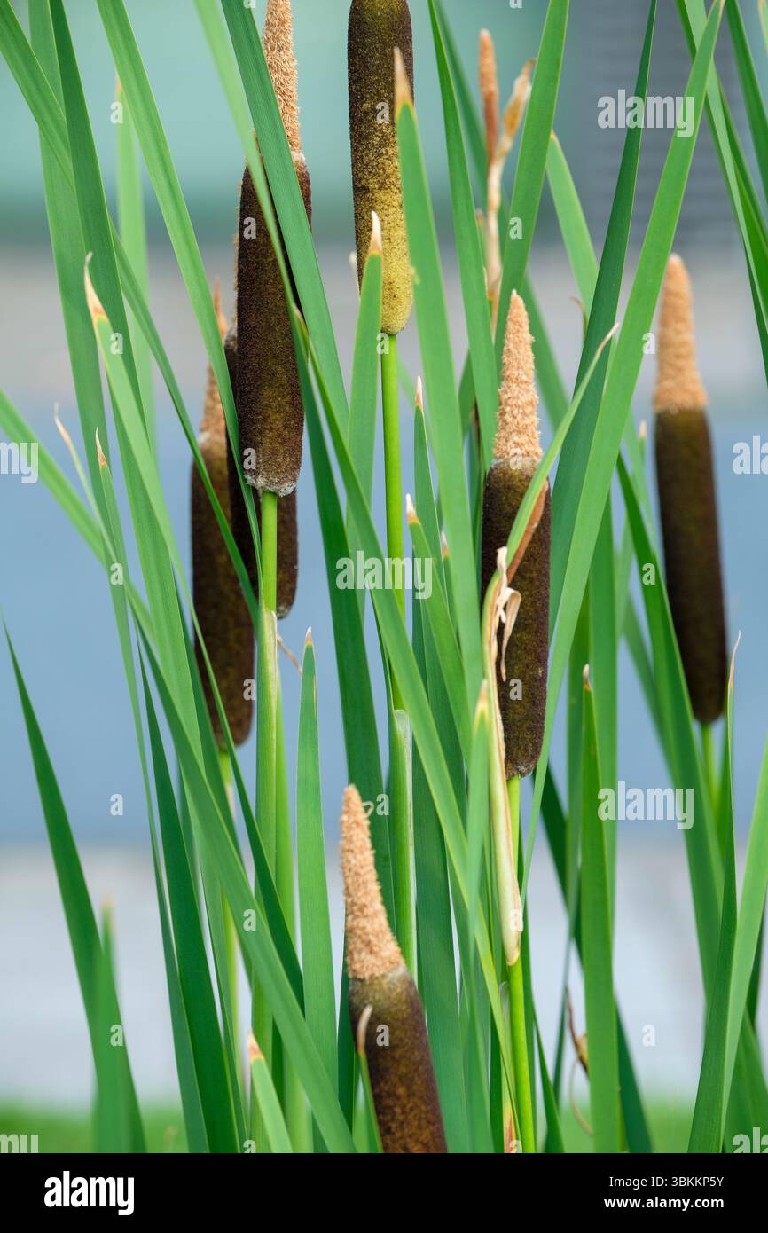 Typha latifolia, bulrush, broadleaf cattail, flower spikes in mid-summer Stock Photo