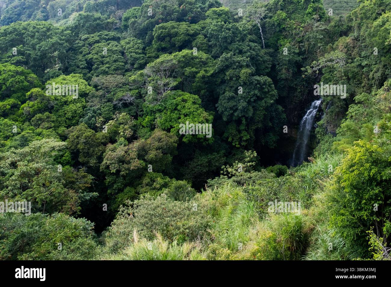 Scenic view of a waterfall cascading down a rocky cliff surrounded by lush green tropical rainforest vegetation Stock Photo
