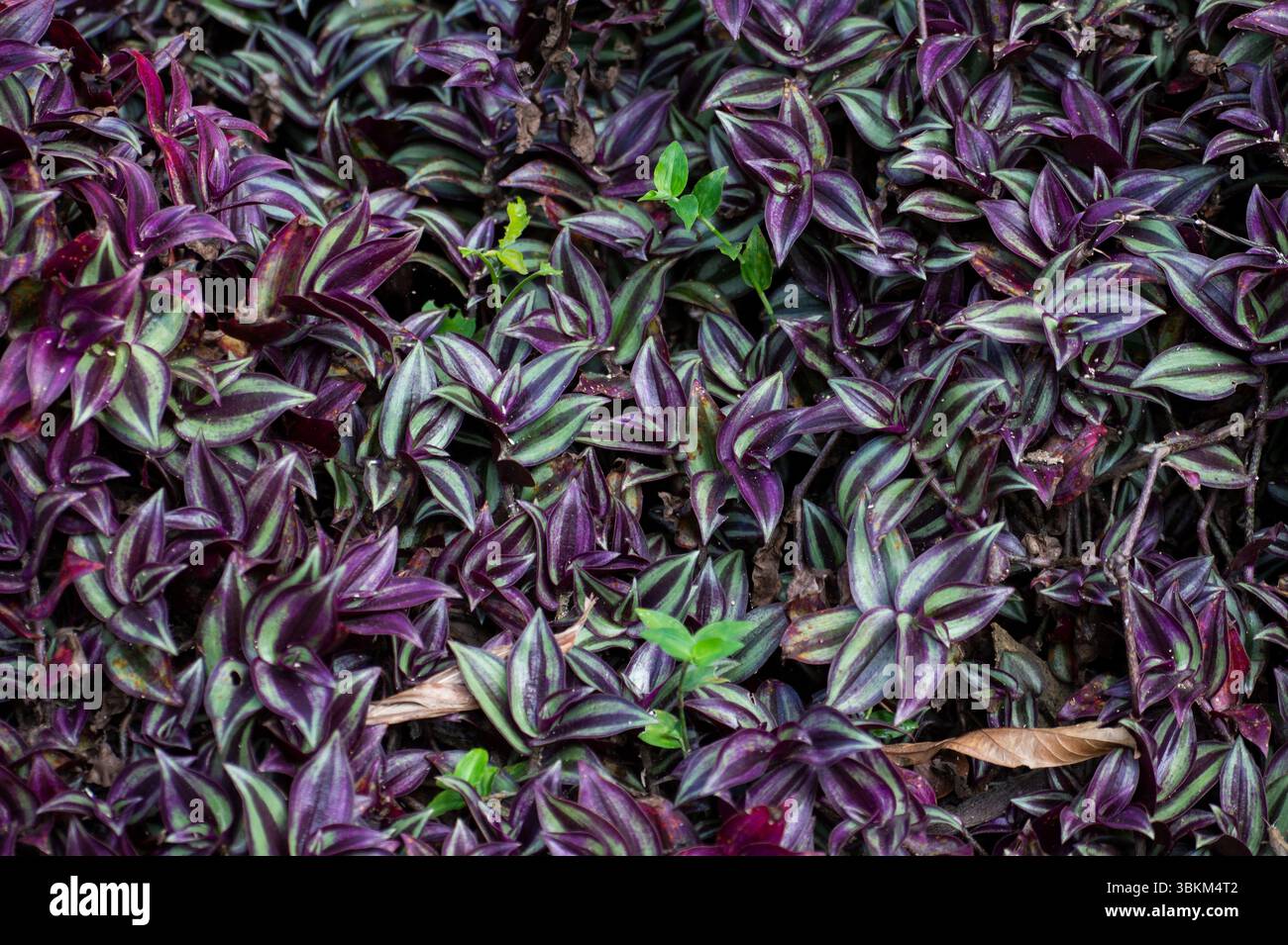 Inch plant, silver inch plant, Commelinaceae,  Tradescantia zebrina, Monteverde Reserve, Costa Rica Stock Photo