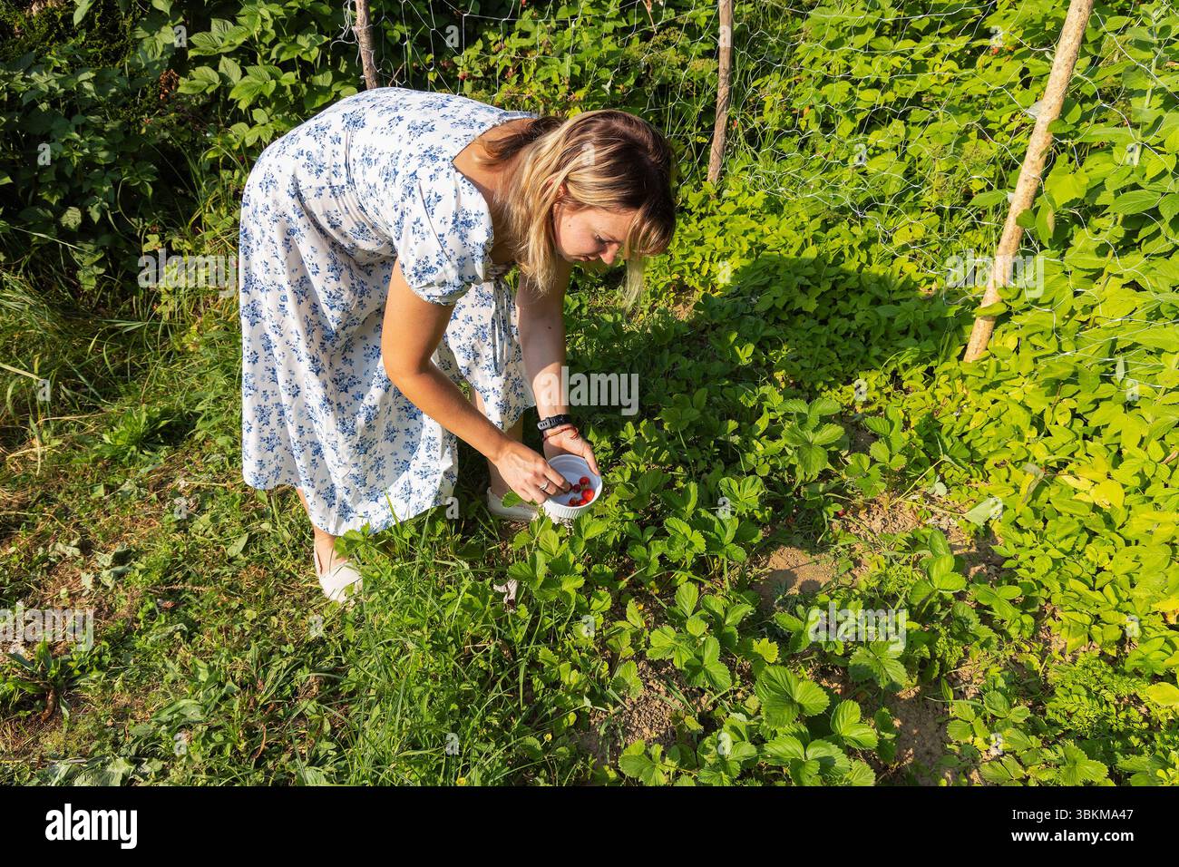 Woman Picking Strawberries into a White Bowl in the Garden Stock Photo ...