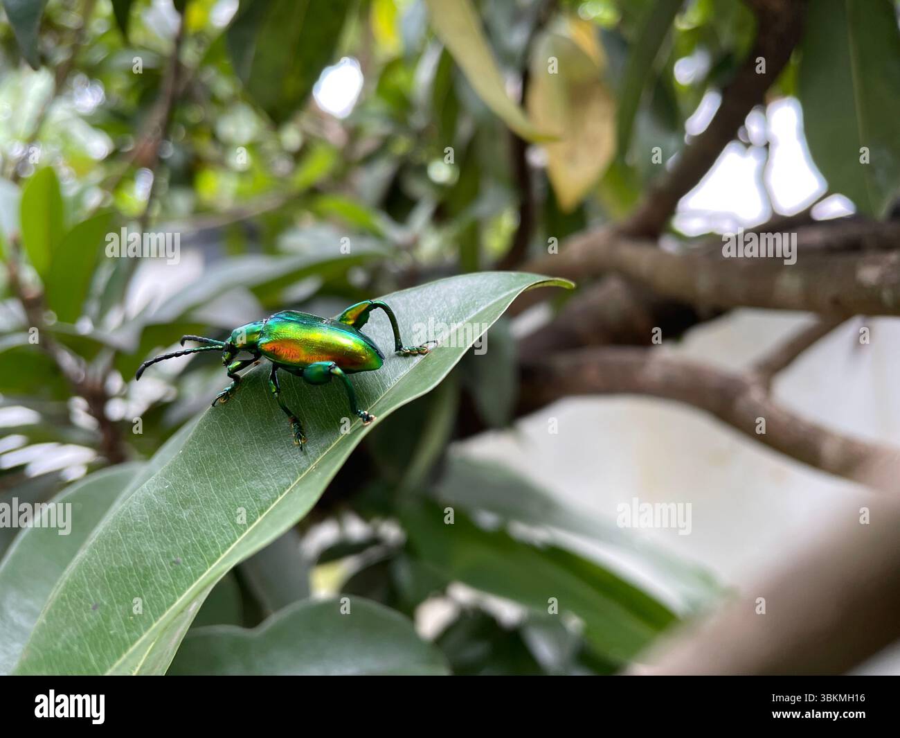 Beauty frog beetle sagra insect hi-res stock photography and images - Alamy