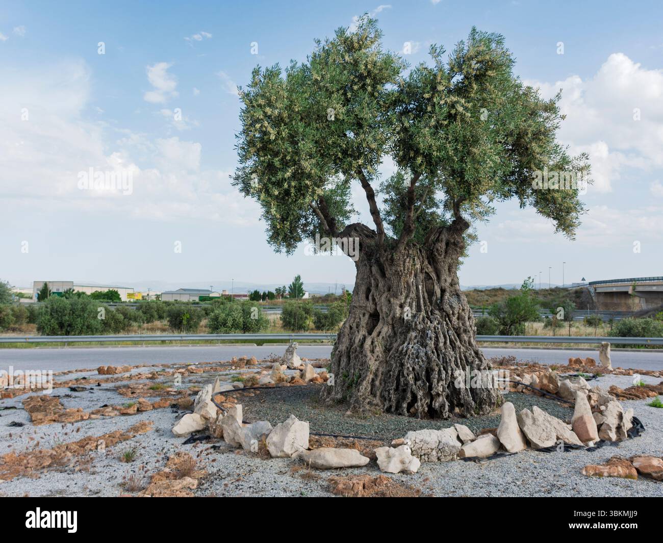 Aceituna hi-res stock photography and images - Page 3 - Alamy