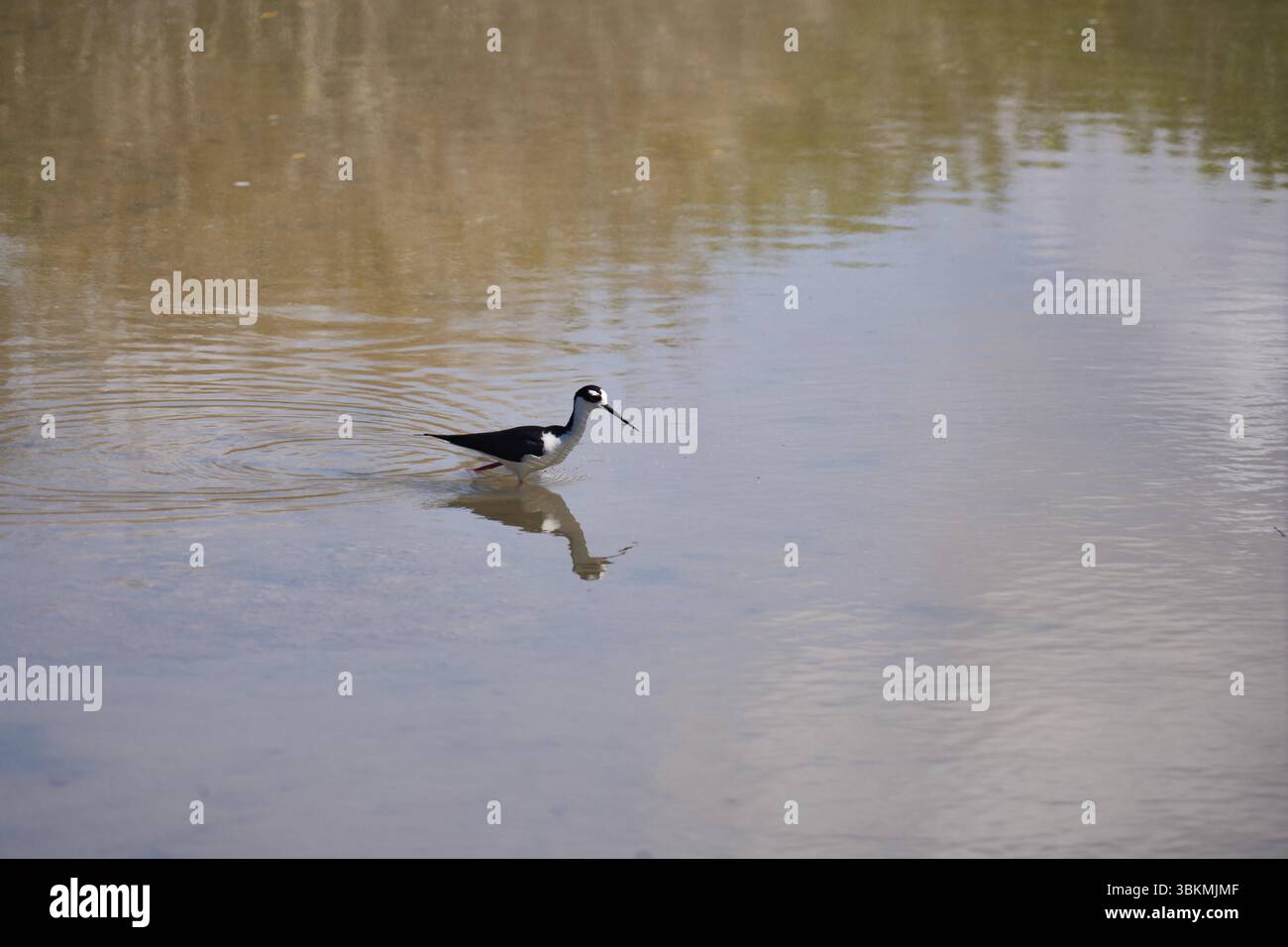 Schwarznacken-Stelzenläufer, Amerikanische Stelzenläufer (Himantopus mexicanus), in dem Tümpel Pozas Verdes, Puerto Villamil, Isla Isabela, Galapagos Stock Photo