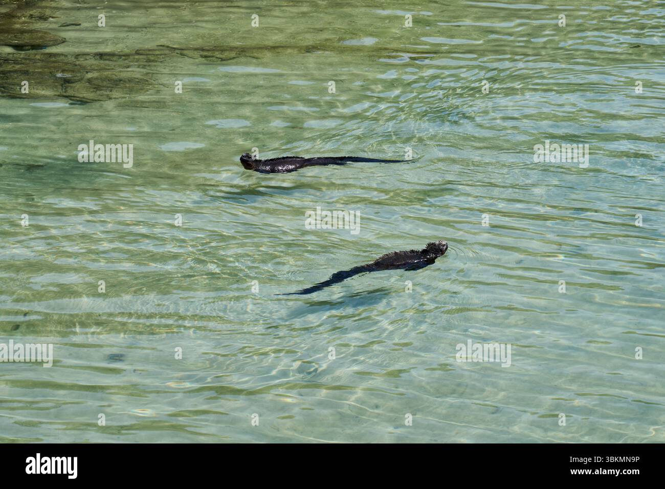 Zwei Meerechsen (Amblyrhynchus cristatus), schwimmen im Wasser am Hafen von Puerto Villamil, Isla Isabela, Galapagos, Ecuador Stock Photo