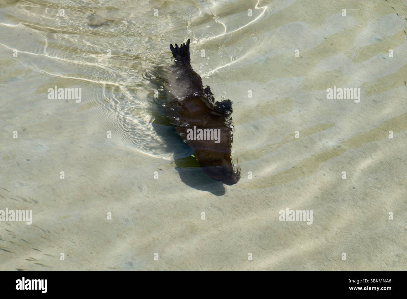 Galápagos-Seelöwe (Zalophus wollebaeki), Ohrenrobbe, schwimmt im Wasser am Hafen von Puerto Villamil, Isla Isabela, Galapagos, Ecuador Stock Photo