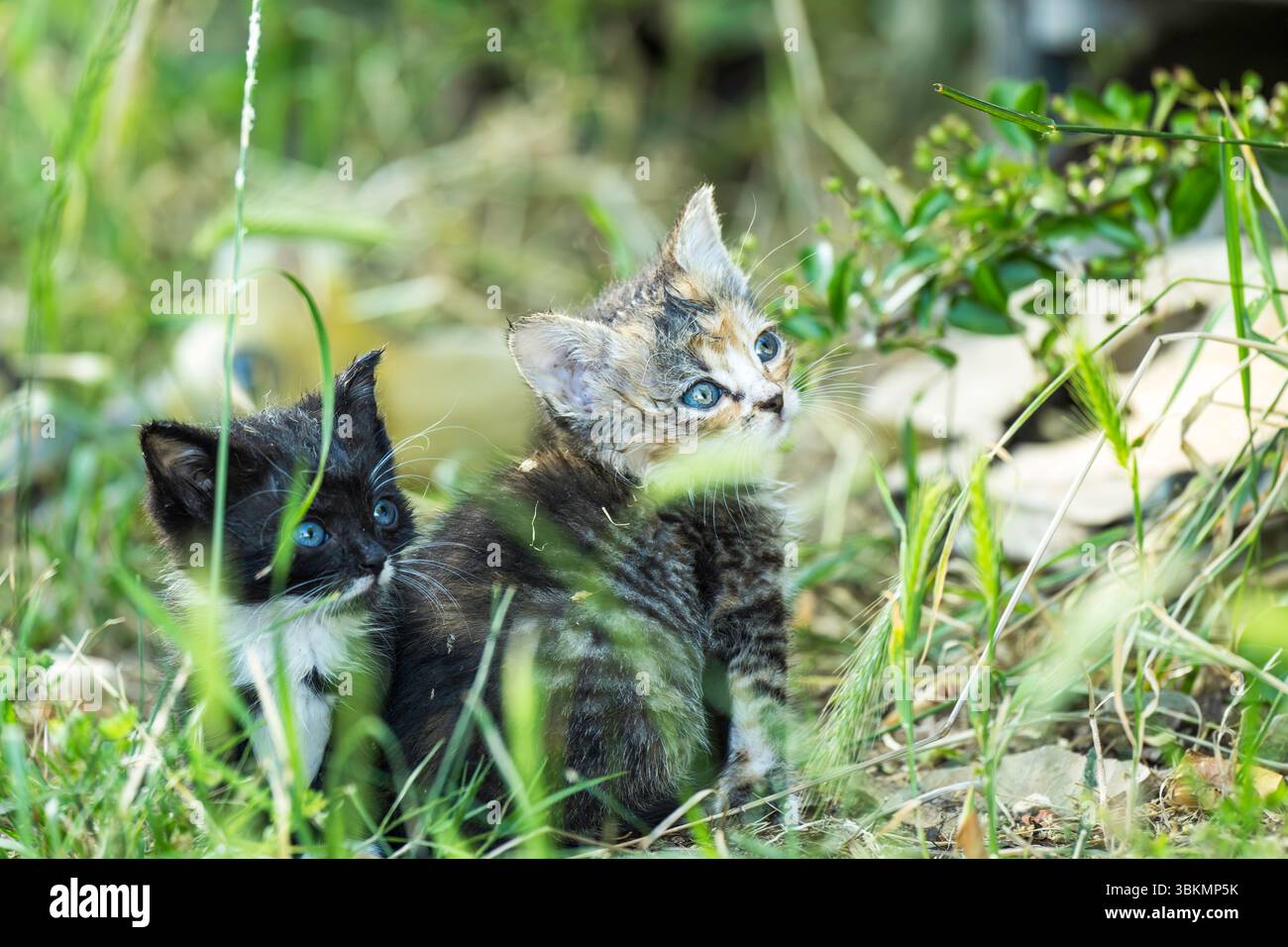 Two cute little kittens in the grass Stock Photo
