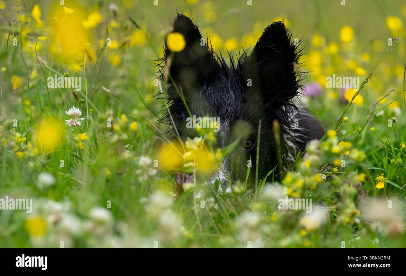 Border Collie pup in a Wildflower meadow on a damp summer morning. Hawes, North Yorkshire, UK. Stock Photo