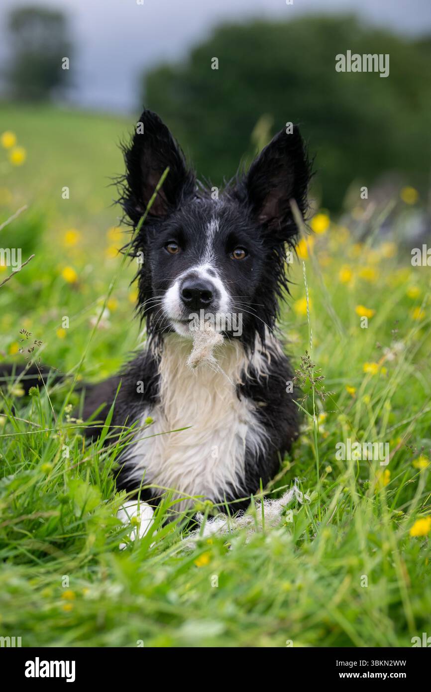 Border Collie pup in a Wildflower meadow on a damp summer morning. Hawes, North Yorkshire, UK. Stock Photo