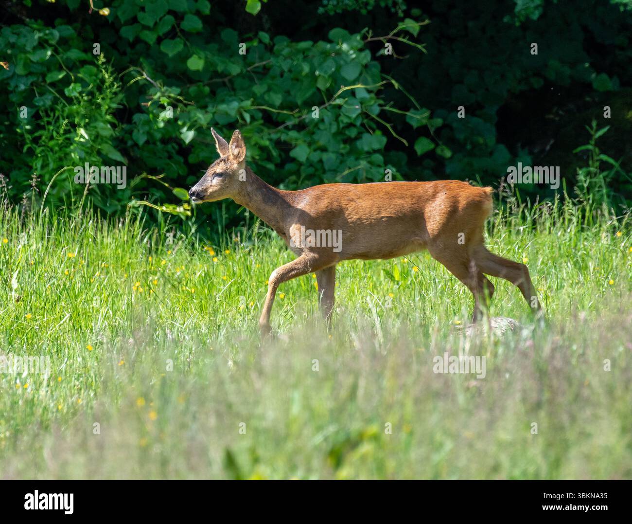 Female roe deer hi-res stock photography and images - Alamy