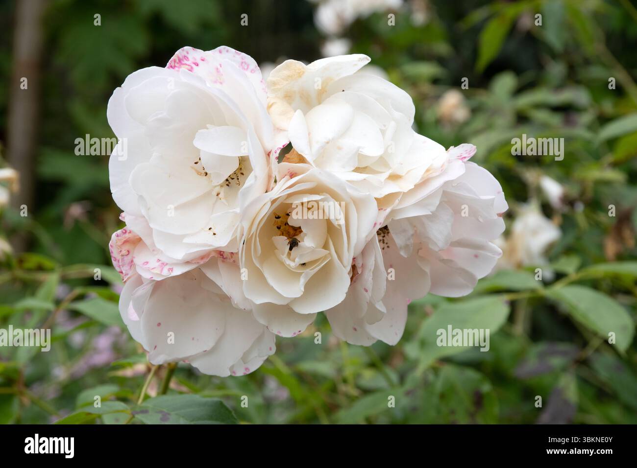 Rosa 'Fée des neiges' aka Iceberg Stock Photo - Alamy