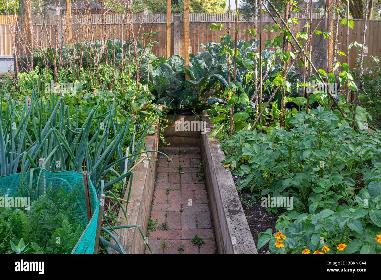 Raised beds growing vegetables hi-res stock photography and images - Alamy