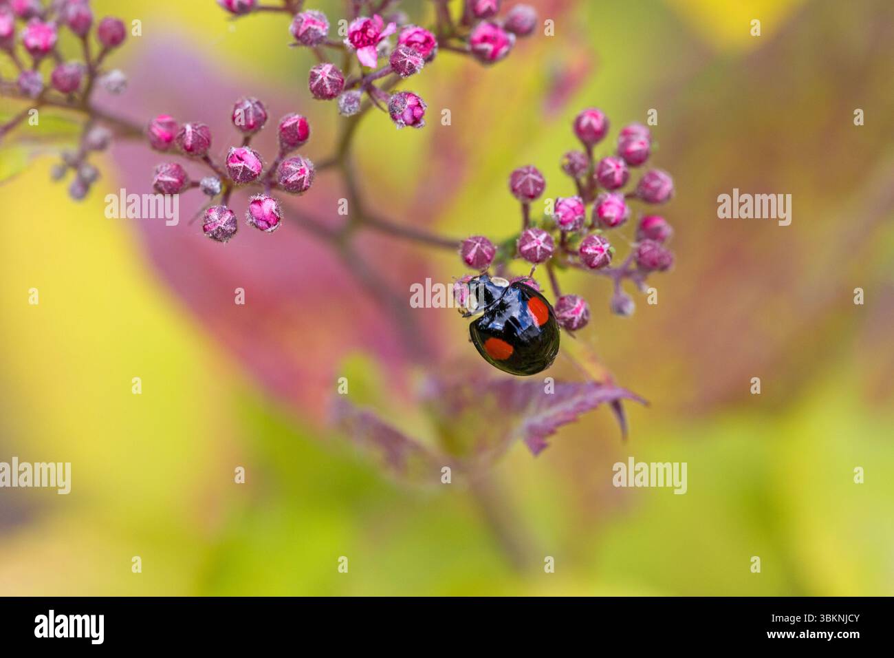 close-up view of a black with red dots multicoloured asian lady beetle on the pink blossoms of Japanese meadowsweet with blurred light background Stock Photo