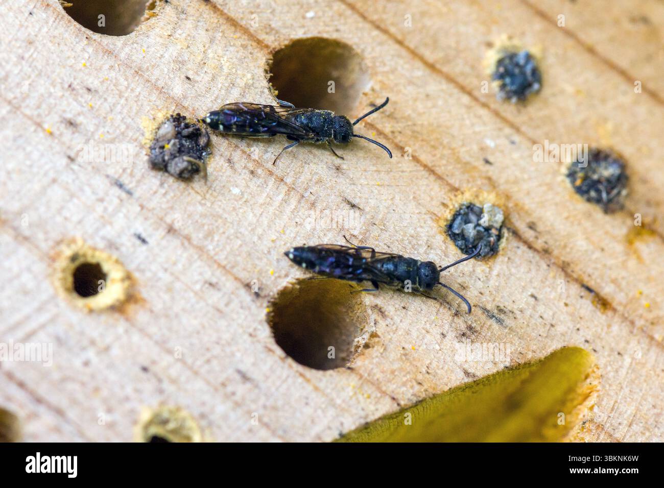two parasitic wasps Sapygidae at the nest hole of a wild bee Heriades ...