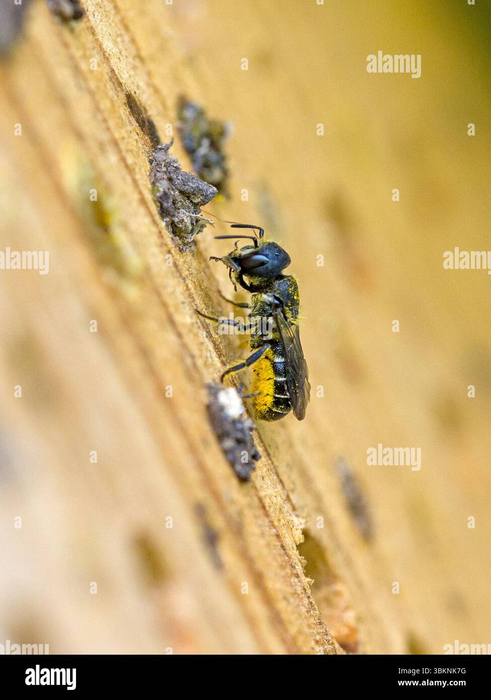 a small black wild bee heriades with yellow pollen on its belly at an ...