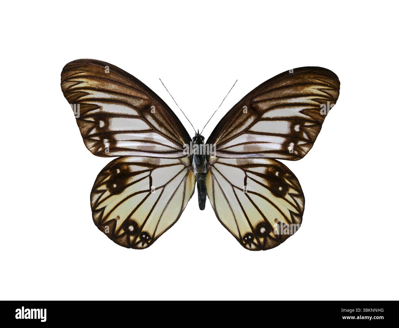 Zethera incerta isolated on white background Stock Photo - Alamy