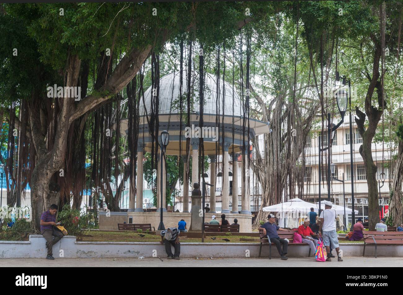 People relaxing under the ficus trees with their hanging aerial roots at Plaza Santa Ana. Casco Viejo, Panama City, Panama. Stock Photo
