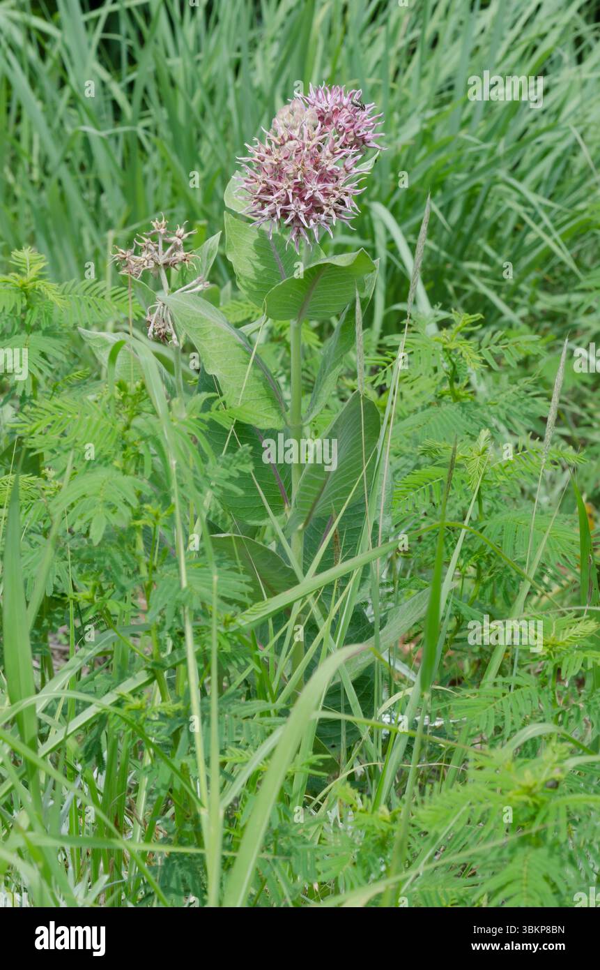 Showy Milkweed, Asclepias speciosa Stock Photo