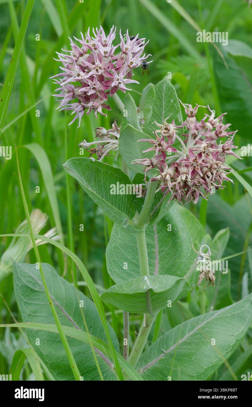 Showy Milkweed, Asclepias speciosa Stock Photo