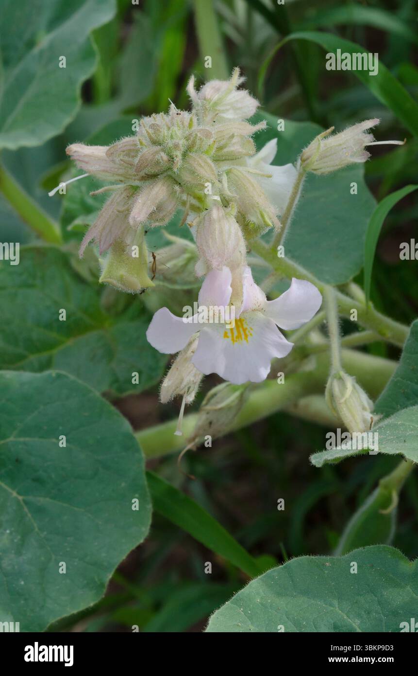 Ram's Horn, Proboscidea louisianica Stock Photo