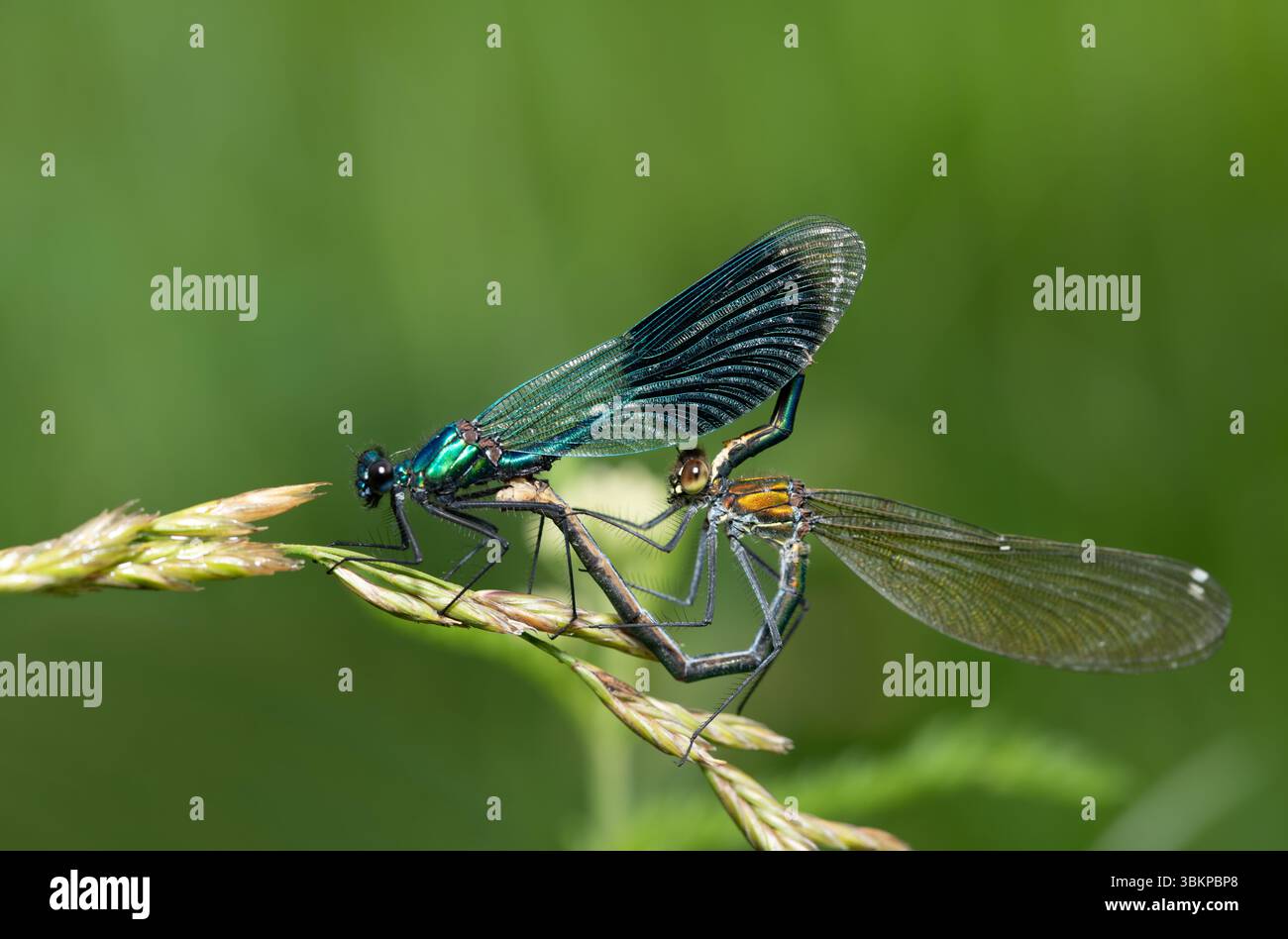 Close-up of two damselflies (Calopteryx) forming a heart with their ...