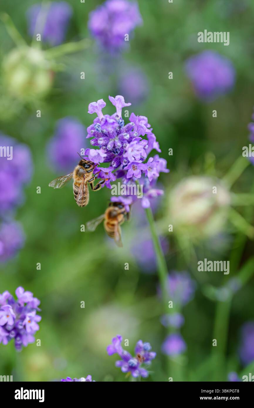 Honey bees (Apis mellifera) nectaring at blue lavender flowers blooming in summer in a garden in Surrey, south-east England Stock Photo