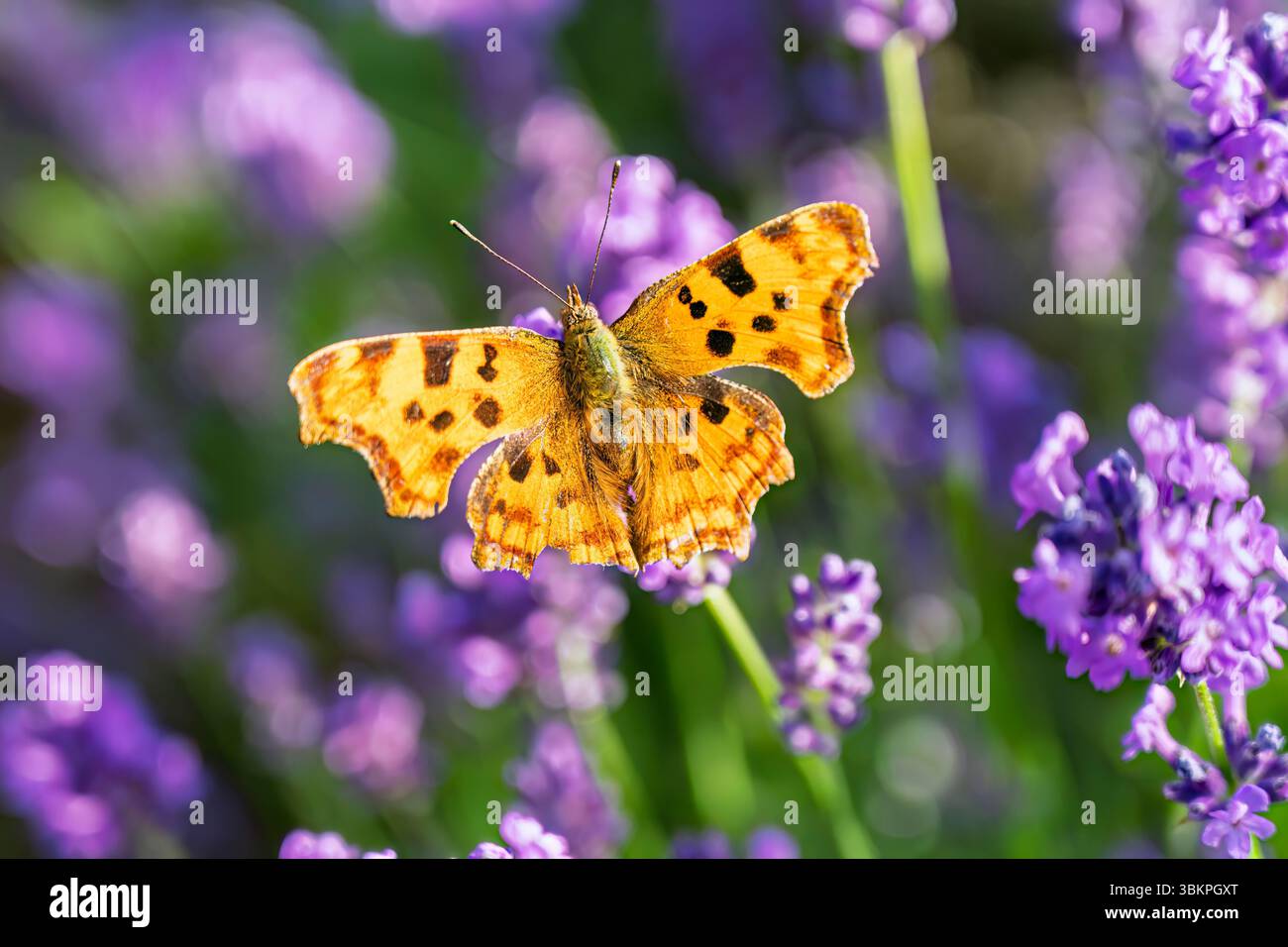 An orange comma butterfly, Polygonia c-album, on blue lavender flowers blooming in summer in a garden in Surrey, south-east England Stock Photo