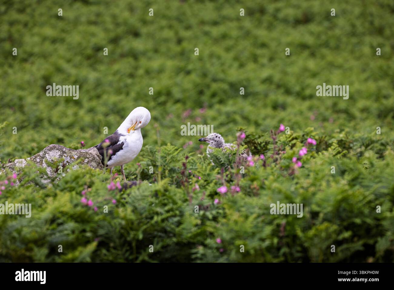 A great black-backed gull (Larus marinus) chick watches a parent preening itself on Skomer island nature reserve on the Pembrokeshire coast, Wales, UK Stock Photo