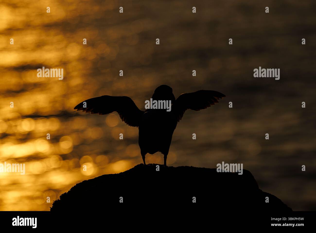 Atlantic puffin (Fratercula arctica) with open wings silhouetted at sunset on Skomer, an island nature reserve off the Pembrokeshire coast, Wales, UK Stock Photo