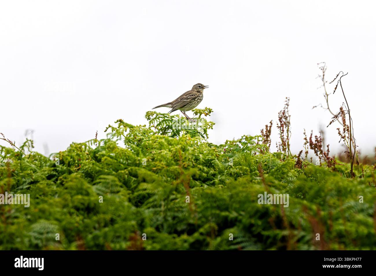 A Meadow Pipit (Anthus pratensis) on Skomer, an island nature reserve off the Pembrokeshire coast, Wales, UK Stock Photo