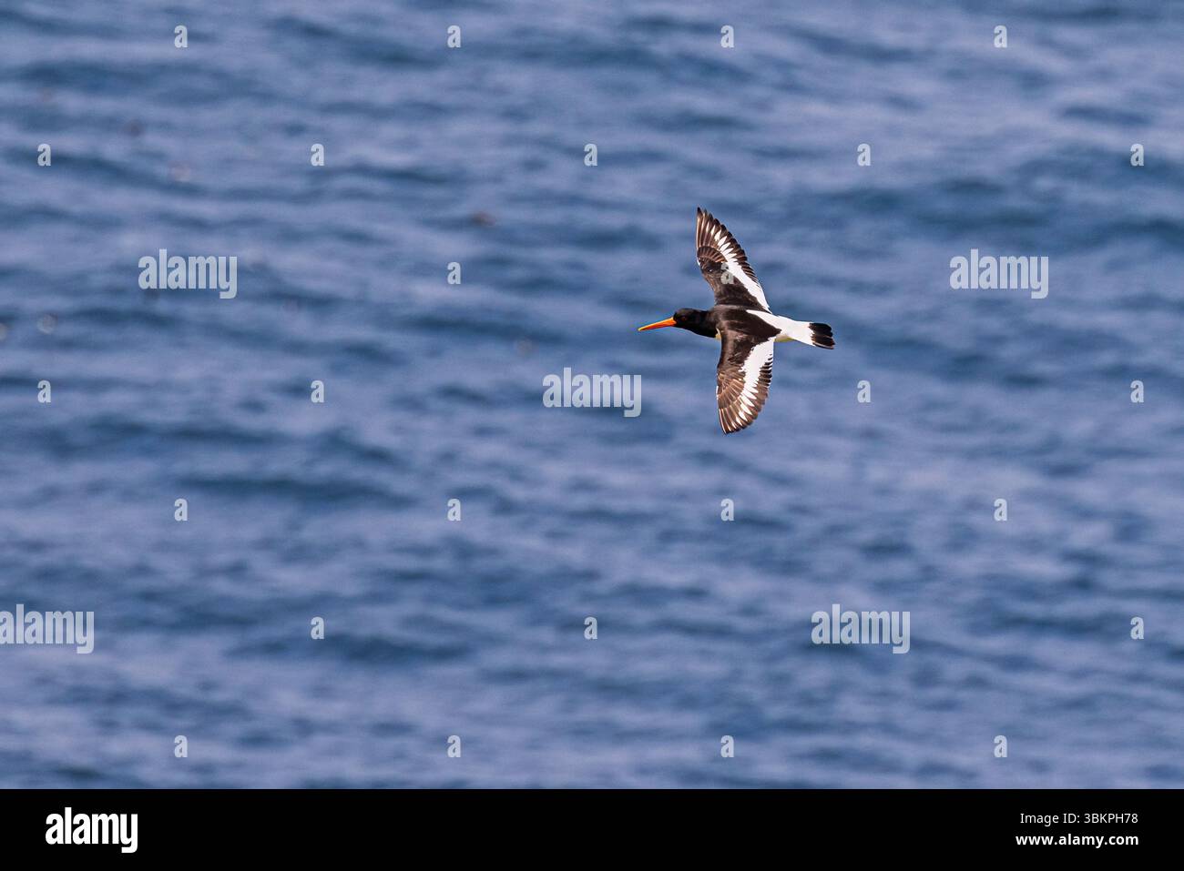 An oystercatcher (Haematopus ostralegus) in flight, flying over blue sea, Skomer, an island nature reserve off the Pembrokeshire coast, Wales, UK Stock Photo