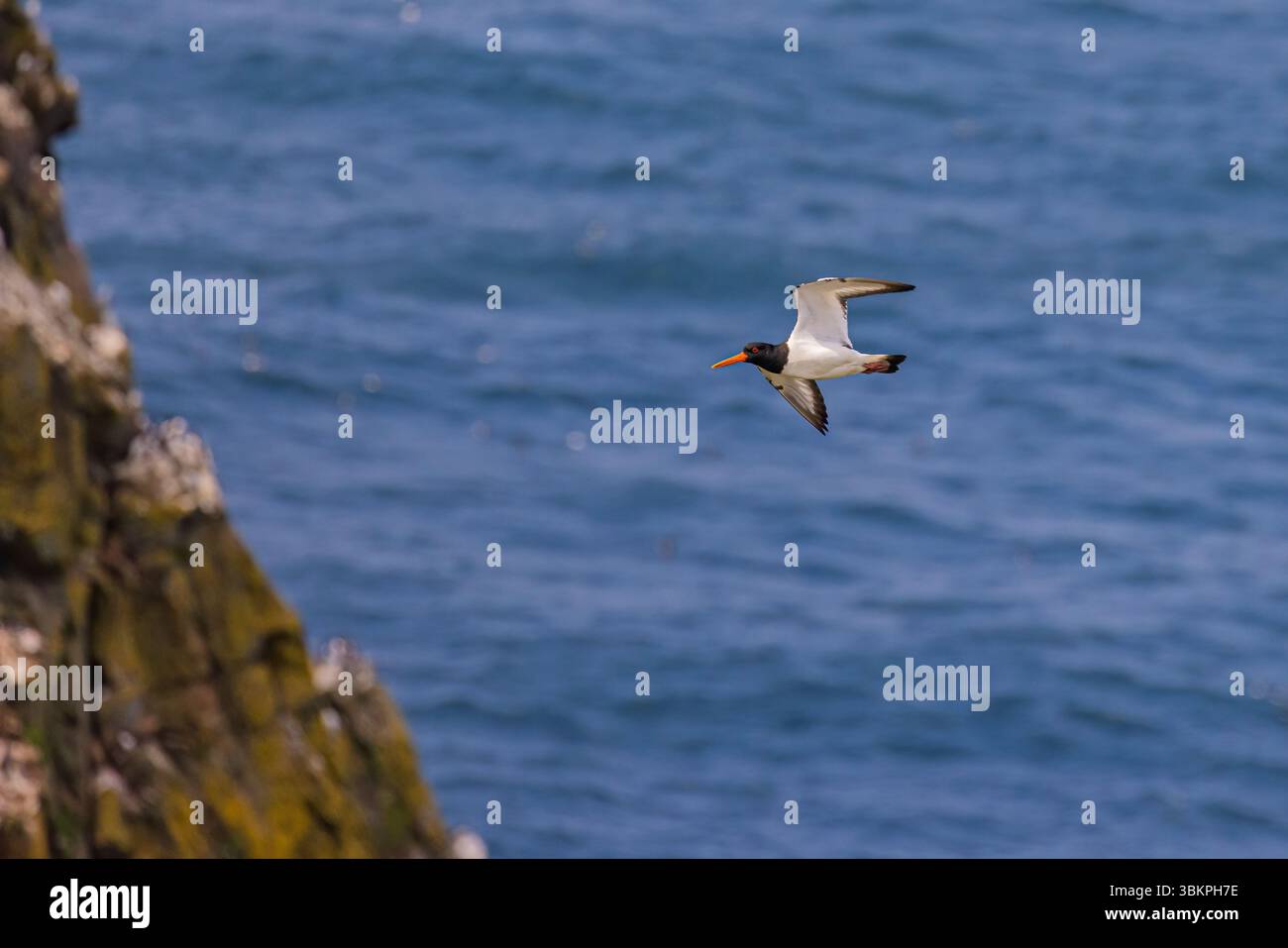 An oystercatcher (Haematopus ostralegus) in flight, flying over blue sea, Skomer, an island nature reserve off the Pembrokeshire coast, Wales, UK Stock Photo