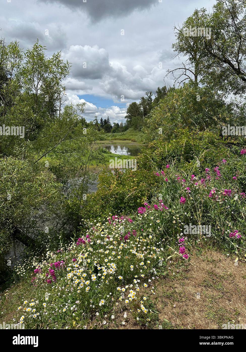 Beautiful wildflowers next to the water at the Delta Ponds in Eugene, Oregon on a summer day. - Smartphone Captured Stock Image