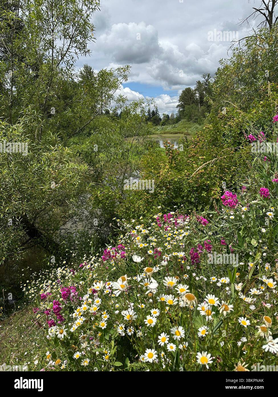 Beautiful wildflowers next to the water at the Delta Ponds in Eugene, Oregon on a summer day. - Smartphone Captured Stock Image