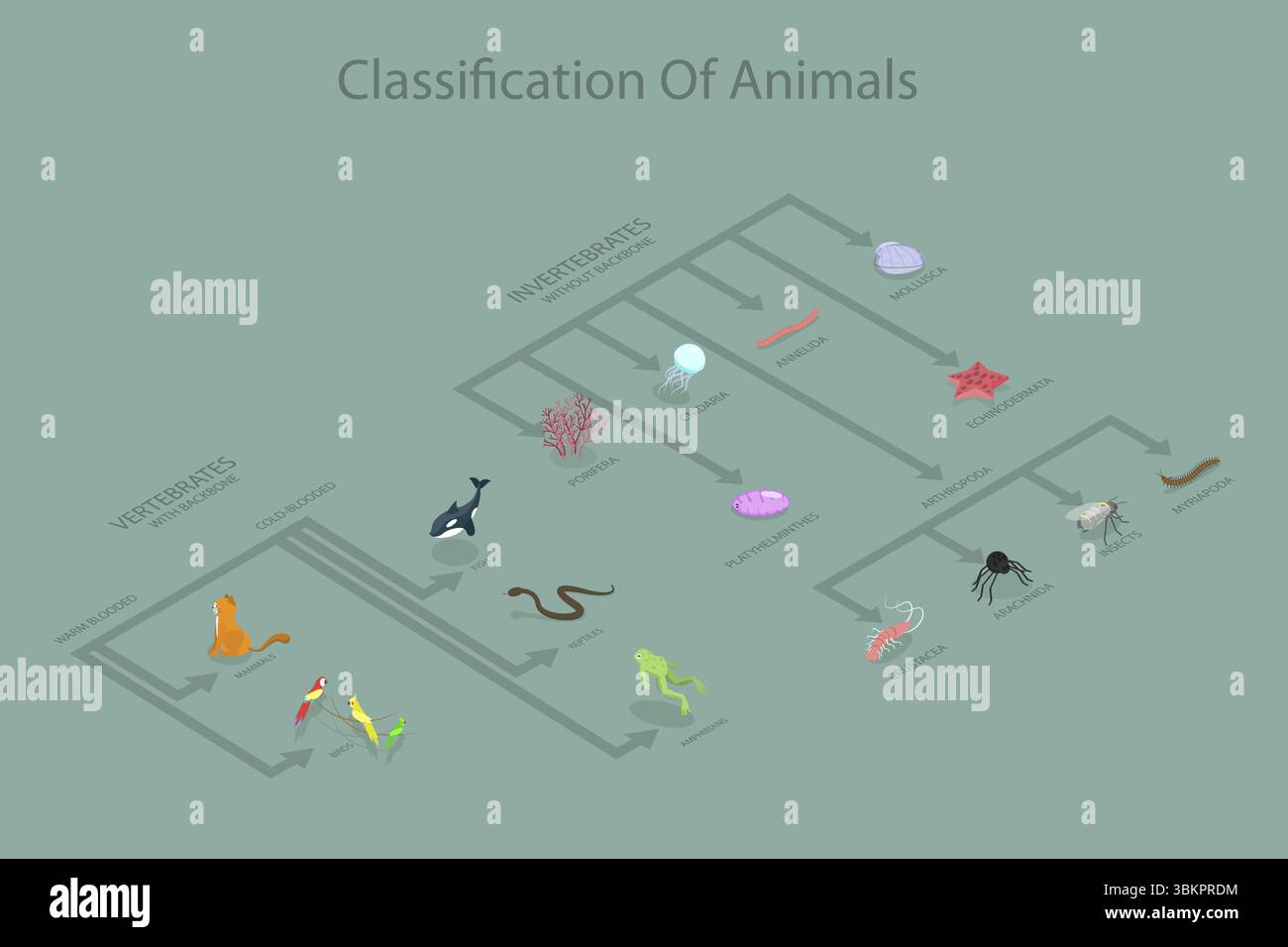 Classification of bacteria hi-res stock photography and images - Alamy