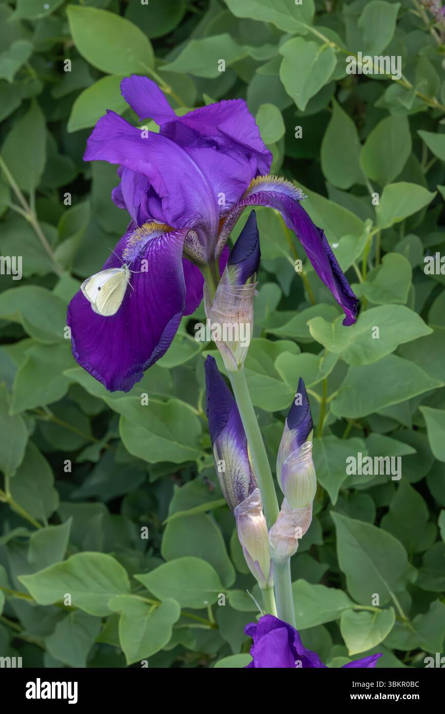 Male Cabbage White butterfly (Pieris rapae) on purple bearded iris (Iris × germanica), Delaware Botanic Gardens, Dagsboro, Delaware Stock Photo