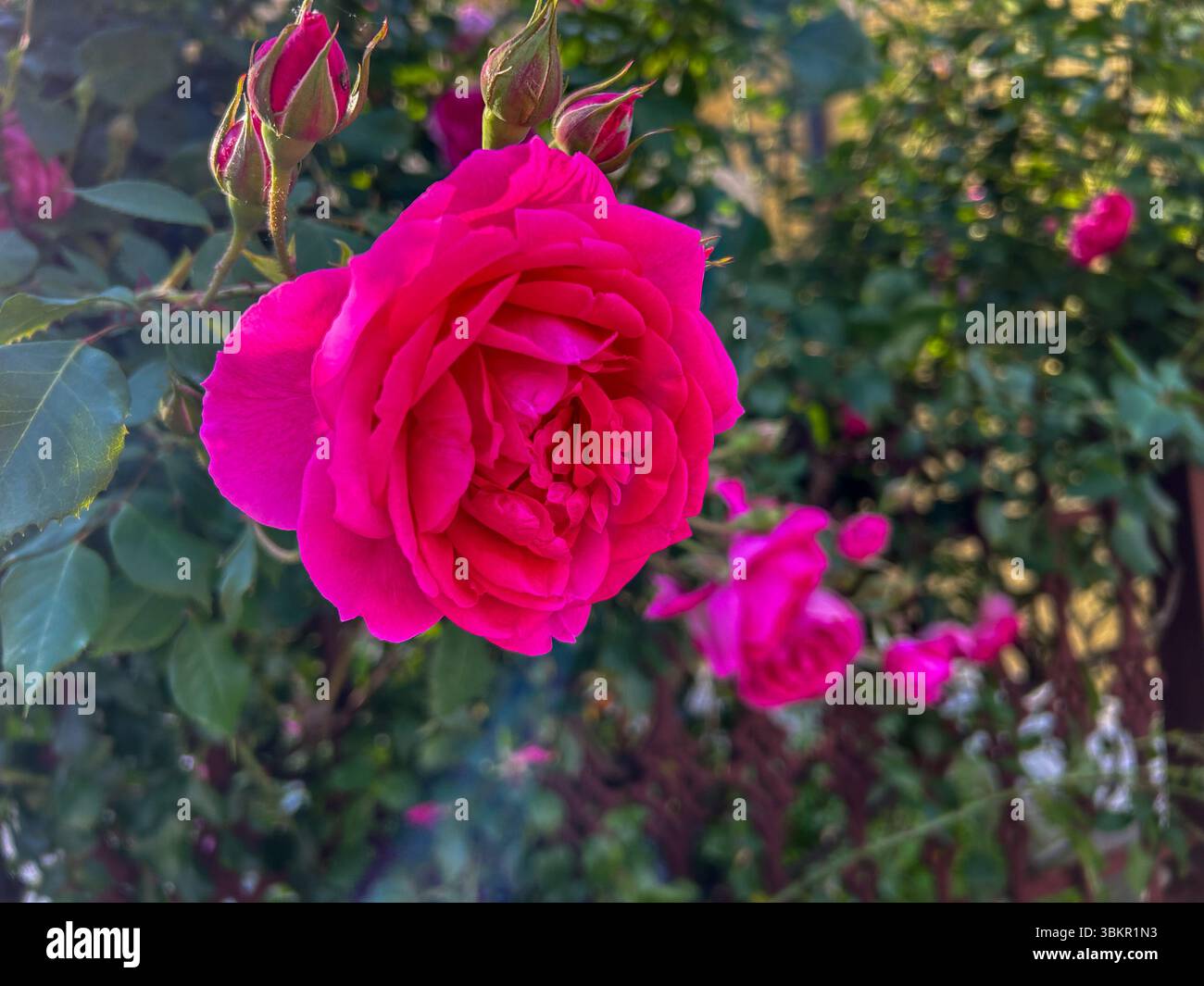 A close-up of a vibrant pink rose surrounded by green leaves and buds, capturing the beauty of a summer garden in full bloom. - Smartphone Captured Stock Image