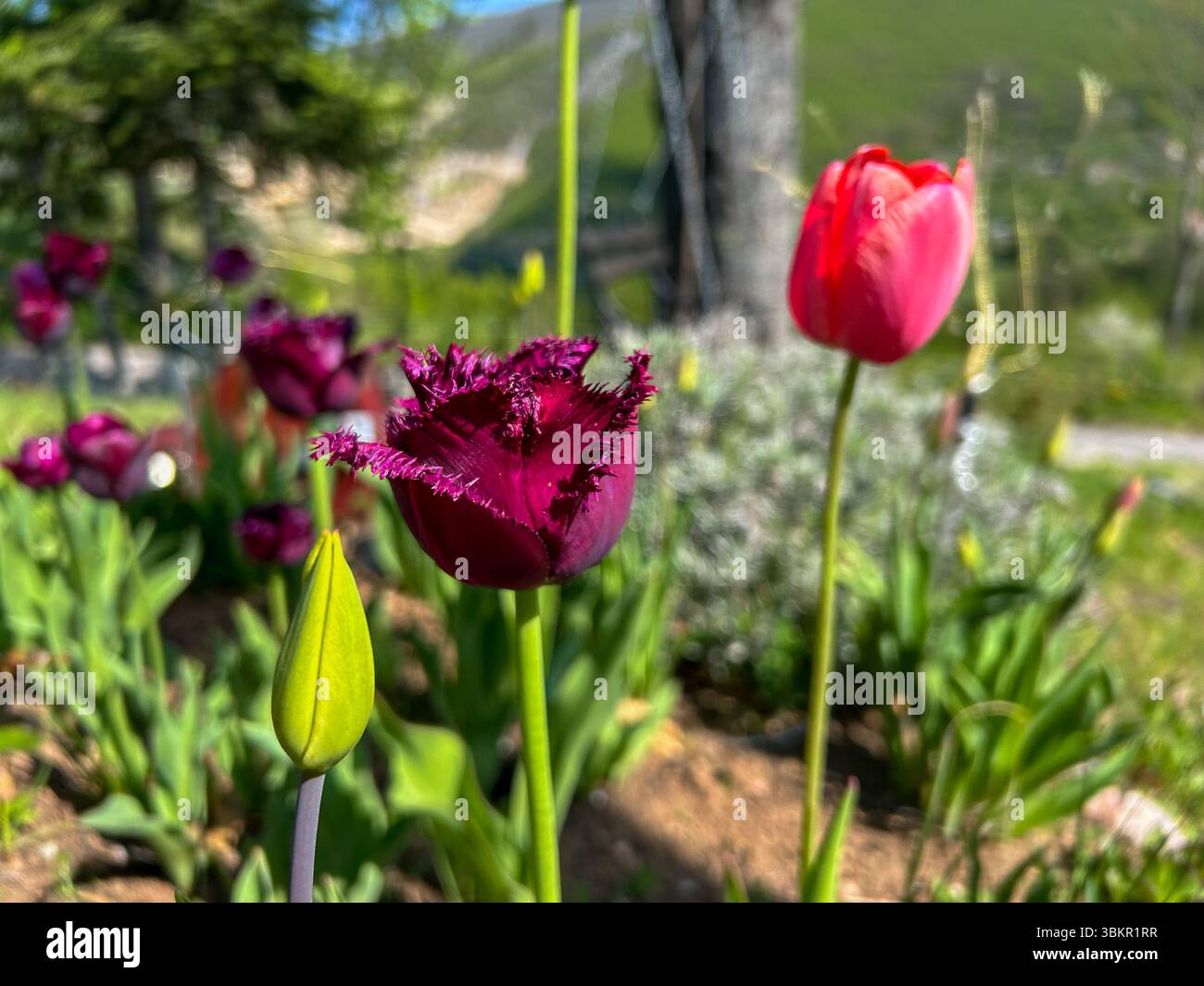 Vibrant purple fringed tulip, red tulip, and green bud in a sunlit garden with a scenic blurred background of hills and greenery. - Smartphone Captured Stock Image