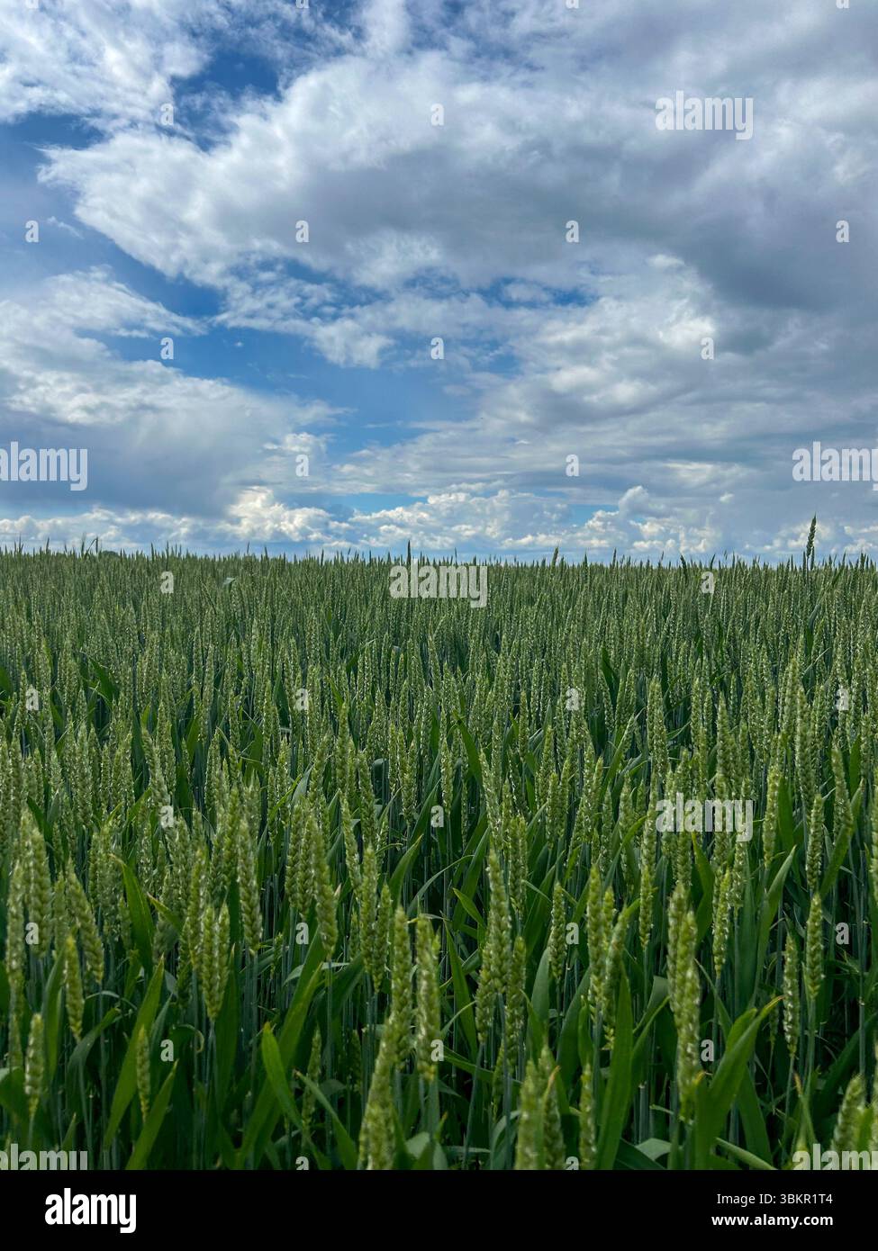 Vast green wheat field stretching toward the horizon beneath a dramatic sky with scattered clouds, capturing the calm beauty of rural nature in early - Smartphone Captured Stock Image