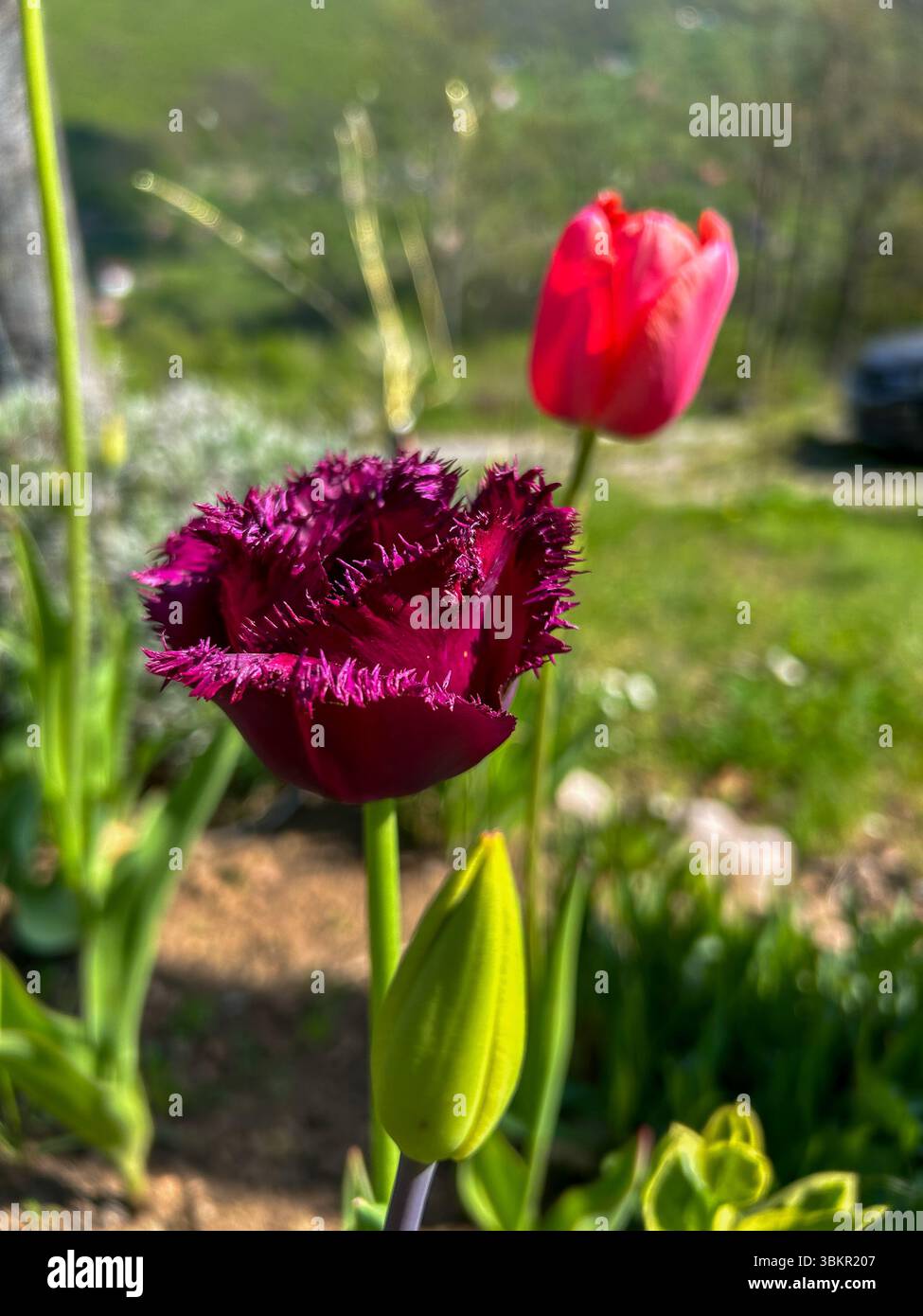 Vibrant fringed dark red tulip in sharp focus, with a soft background of a pink tulip and green landscape, capturing the beauty of springtime flowers. - Smartphone Captured Stock Image