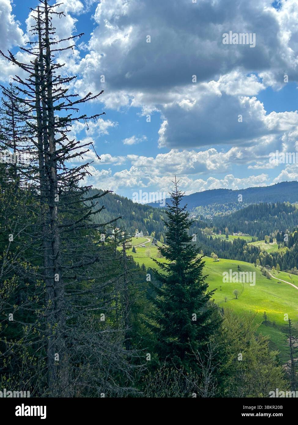 A scenic mountain landscape seen through tall pine trees, with rolling green hills and dramatic clouds under a bright blue sky—perfect view of untouch - Smartphone Captured Stock Image