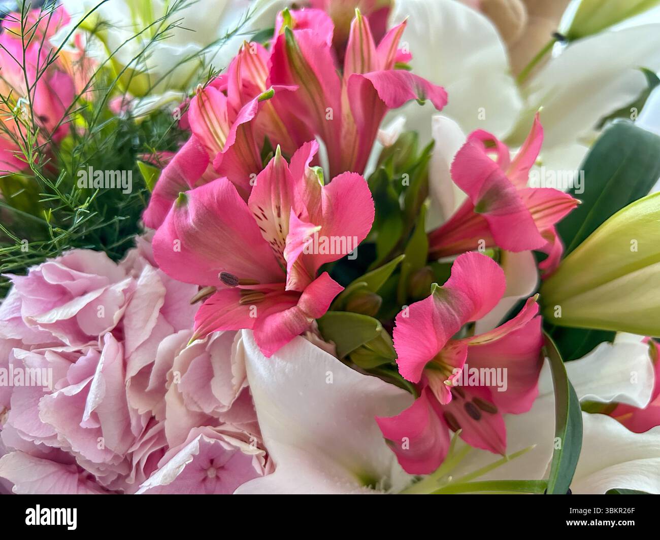 Vibrant close-up of pink alstroemeria flowers surrounded by soft pink hydrangeas and white lilies, capturing the elegance and freshness. - Smartphone Captured Stock Image