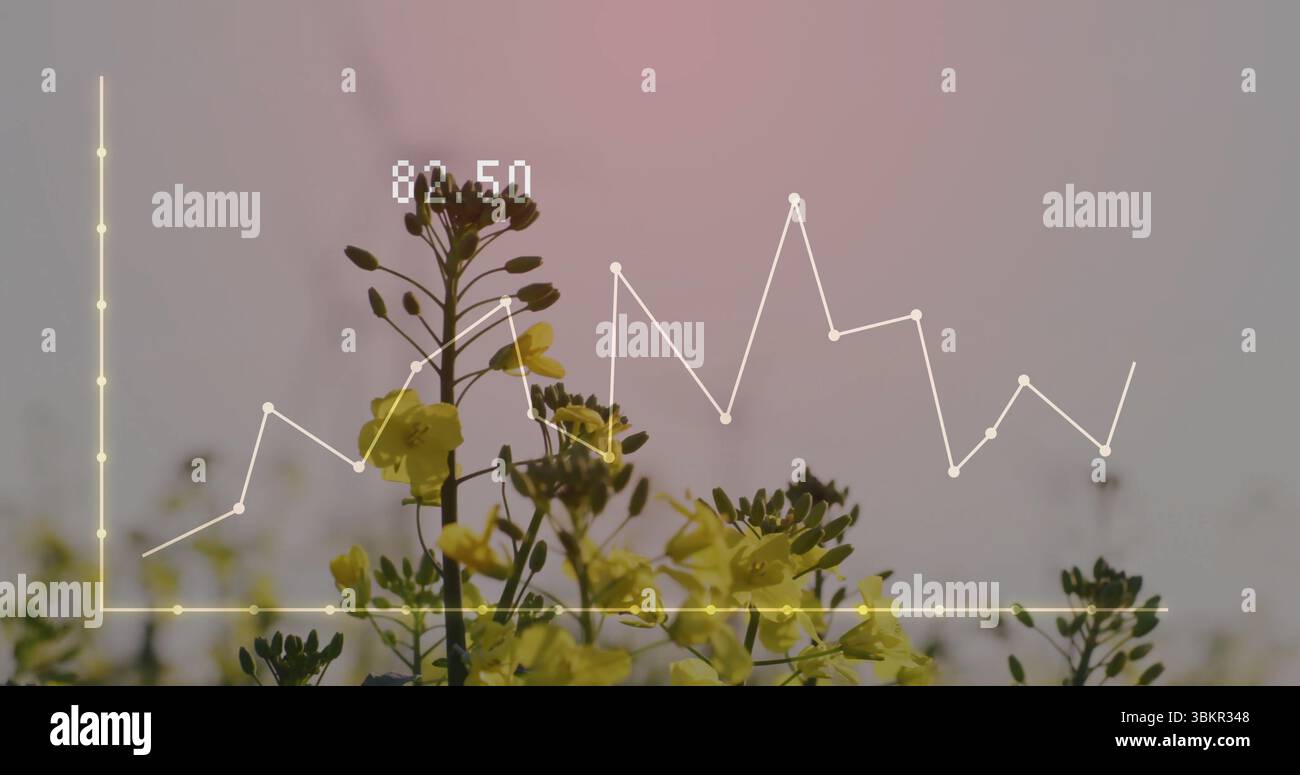 Displaying yellow flowering plants in field at dawn featuring white ...