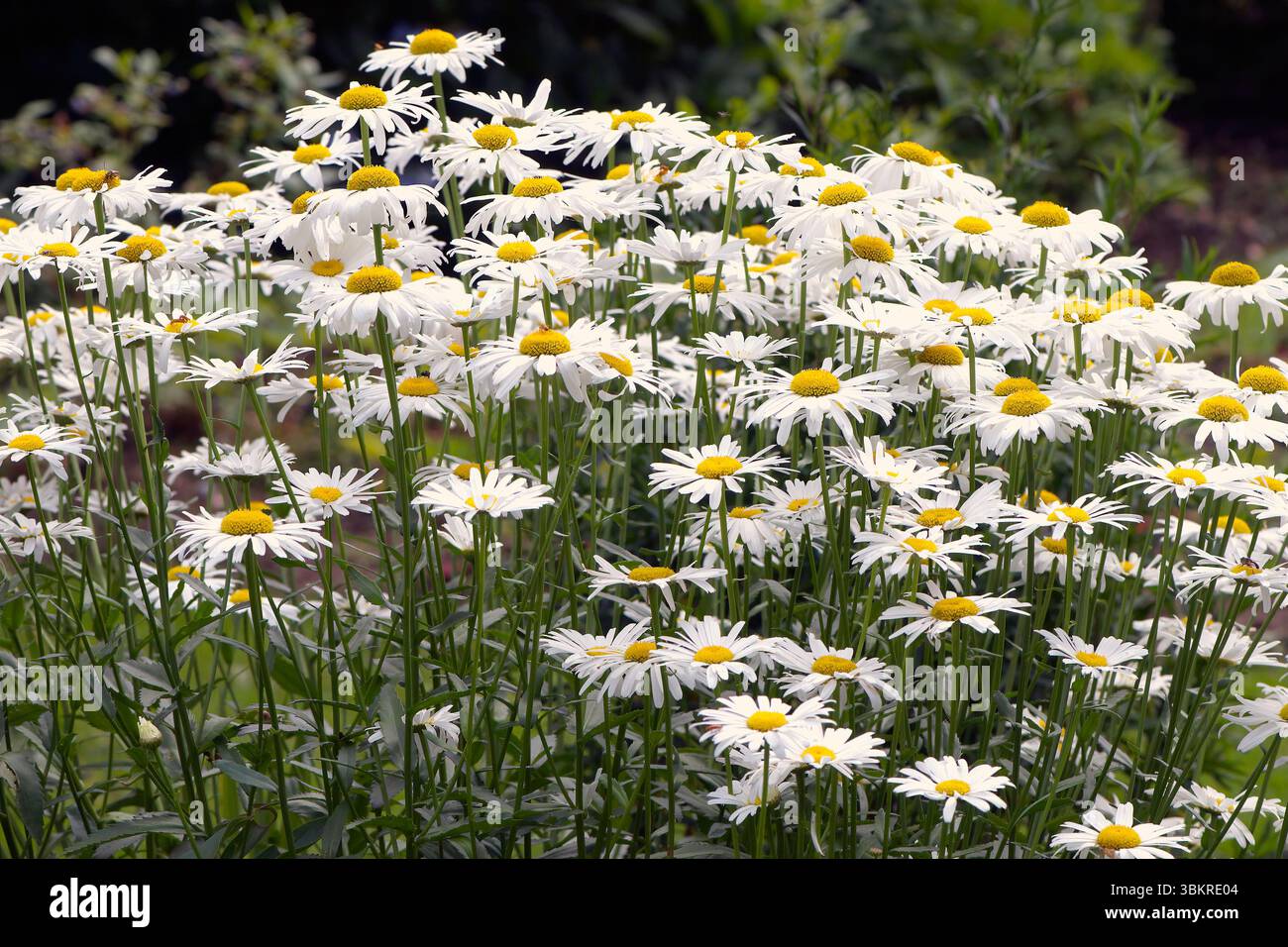 Shasta Daisies Leucanthemum X Superbum A Herbaceous Perennial Stock shasta-daisies-leucanthemum-x-superbum-a-herbaceous-perennial-stock