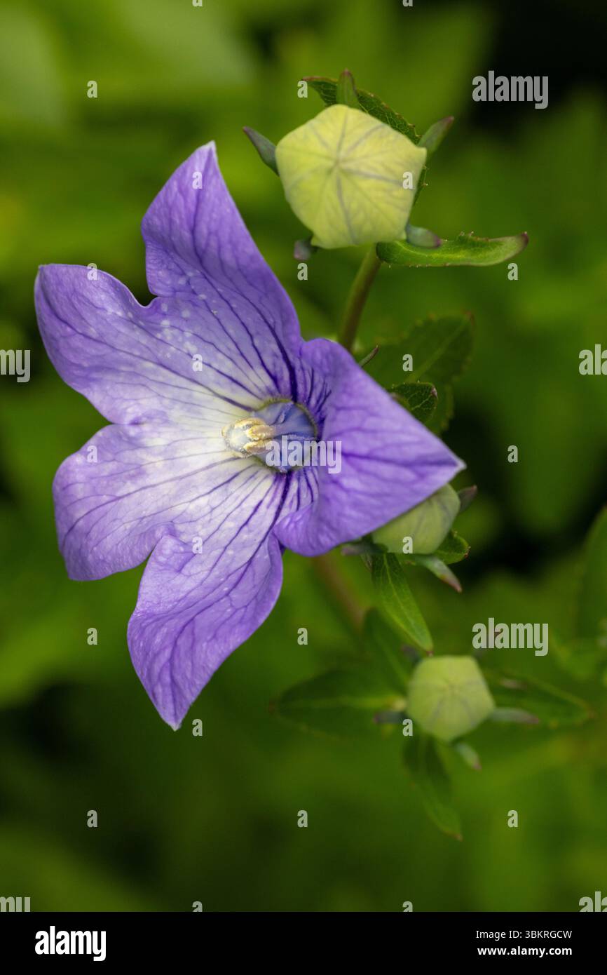 Chinese bellflower hi-res stock photography and images - Alamy